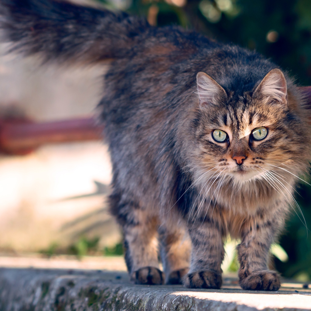 Пушистая серая кошка с зелеными глазами гуляет на улице