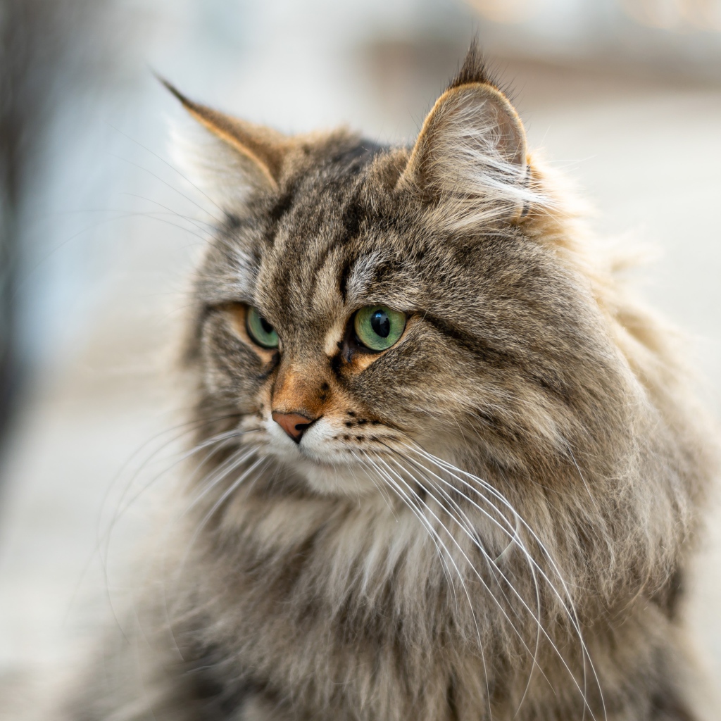Пушистый серый кот с кисточками на ушах 