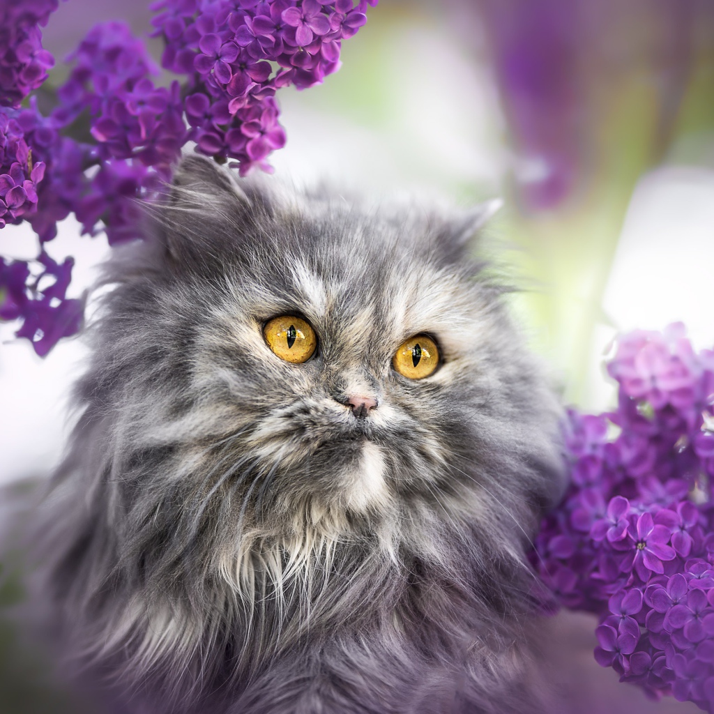 Fluffy gray cat with yellow eyes in lilac colors.