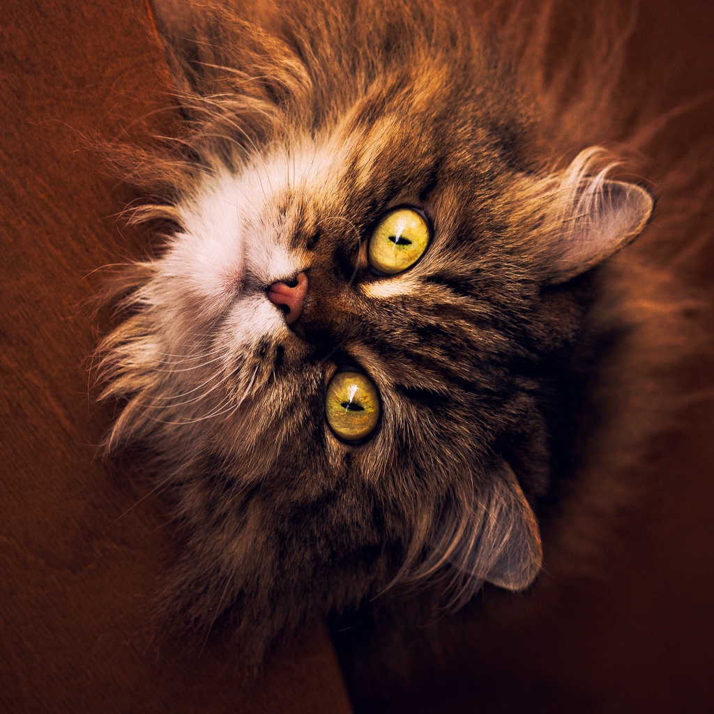 Пушистый серый кот с желтыми глазами смотрит вверх