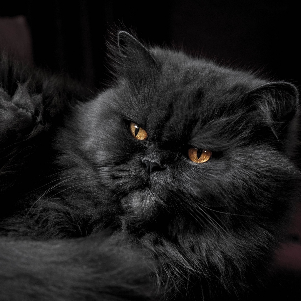 Пушистый породистый черный кот с желтыми глазами