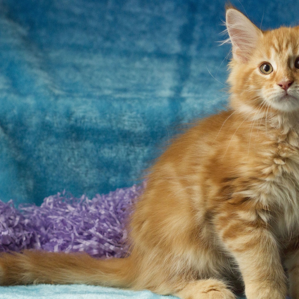 Пушистый рыжий котенок мейн кун на голубом фоне