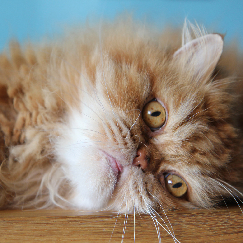 Пушистый рыжий персидский кот лежит на полу