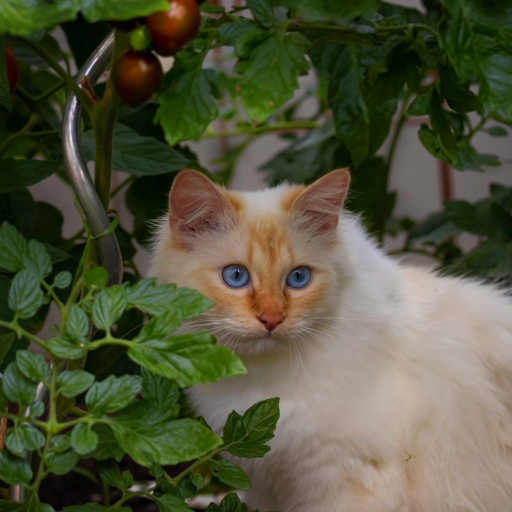 Пушистый породистый голубоглазый кот сидит в помидорах