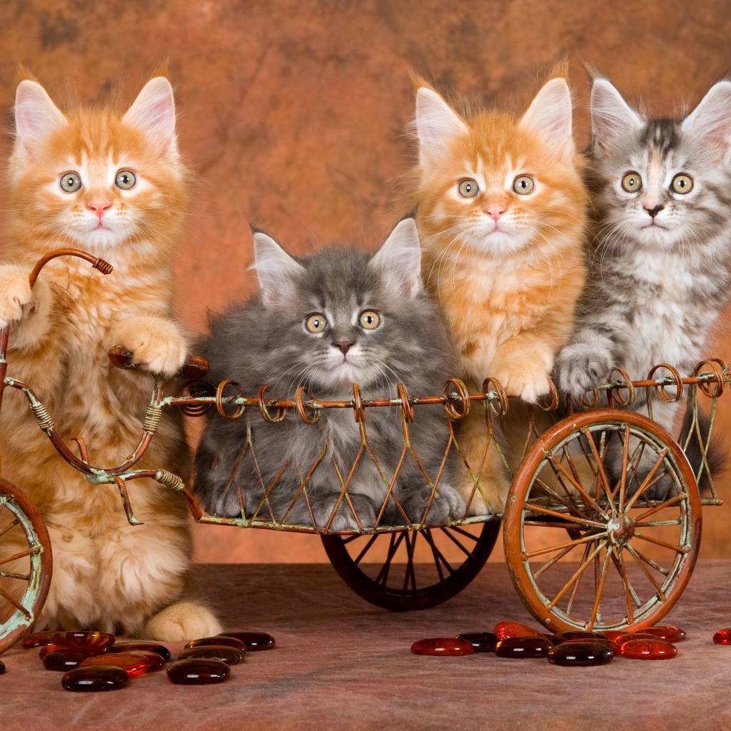 Забавные котята породы мейн кун в игрушечном велосипеде 