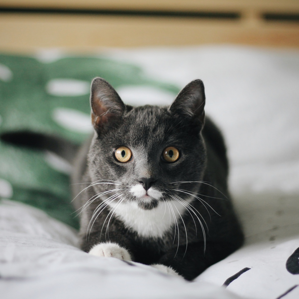 Забавный пепельный кот лежит на кровати 