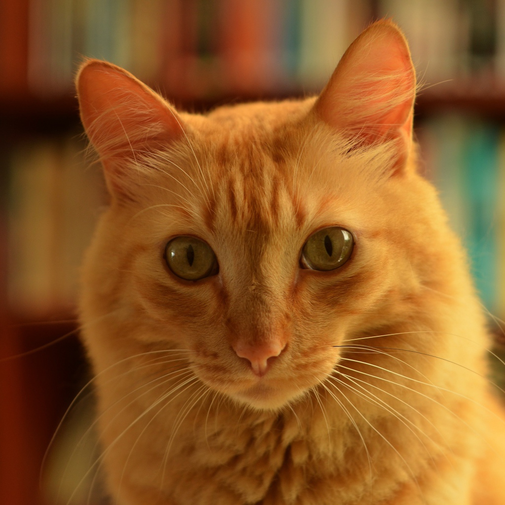 Забавная морда рыжего кота крупным планом 