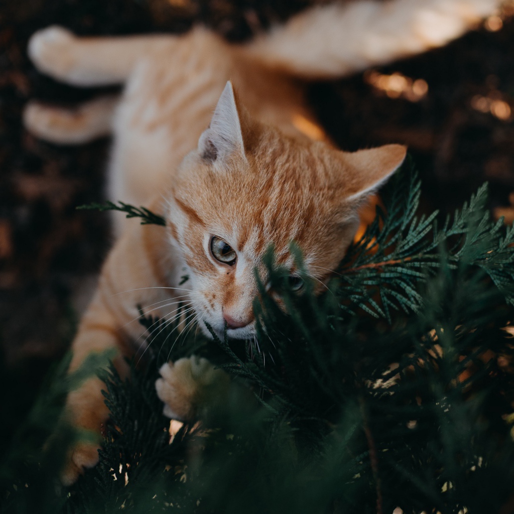 Забавный рыжий кот с зеленых ветках