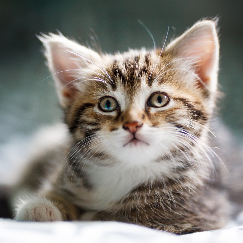 Забавный серый котенок лежит на кровати 