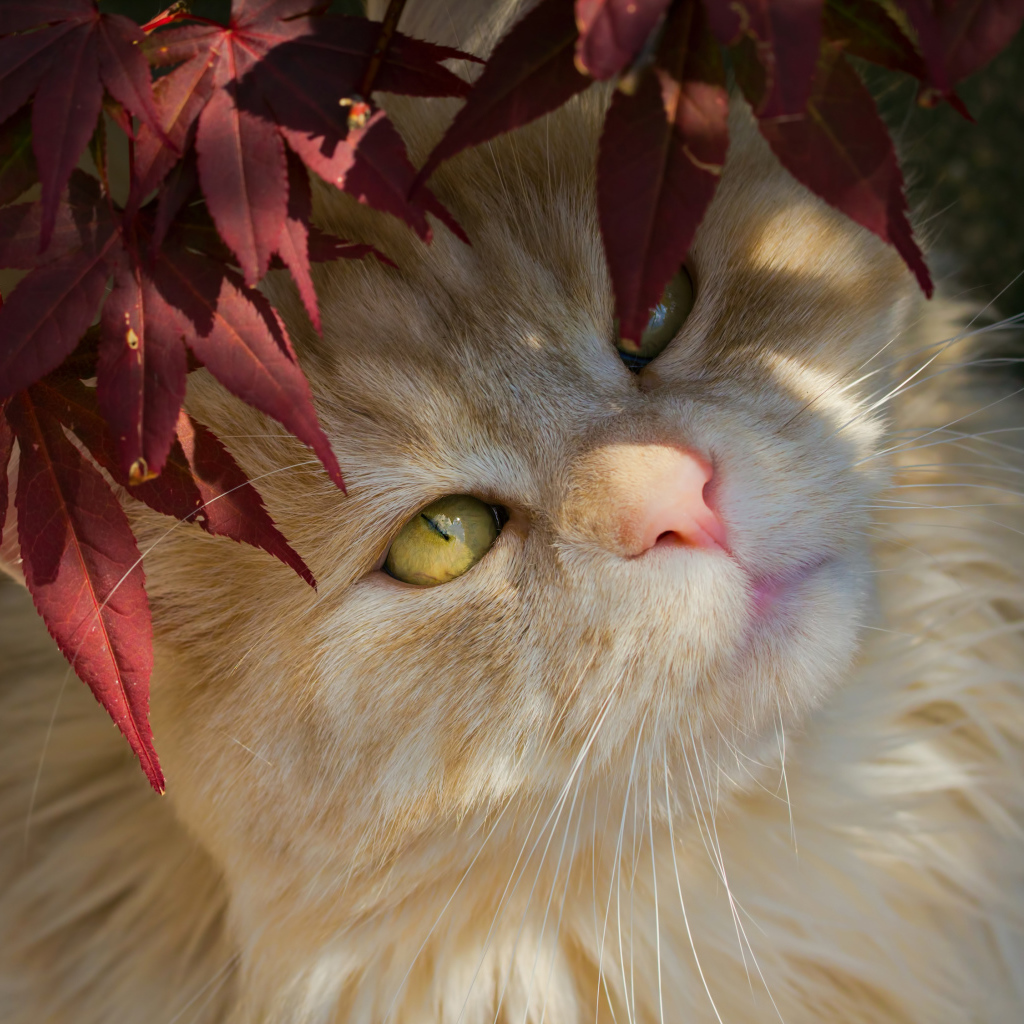 Рыжий кот с желтыми глазами в красных листьях 