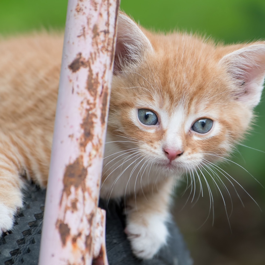 Рыжик котенок сидит на колесе