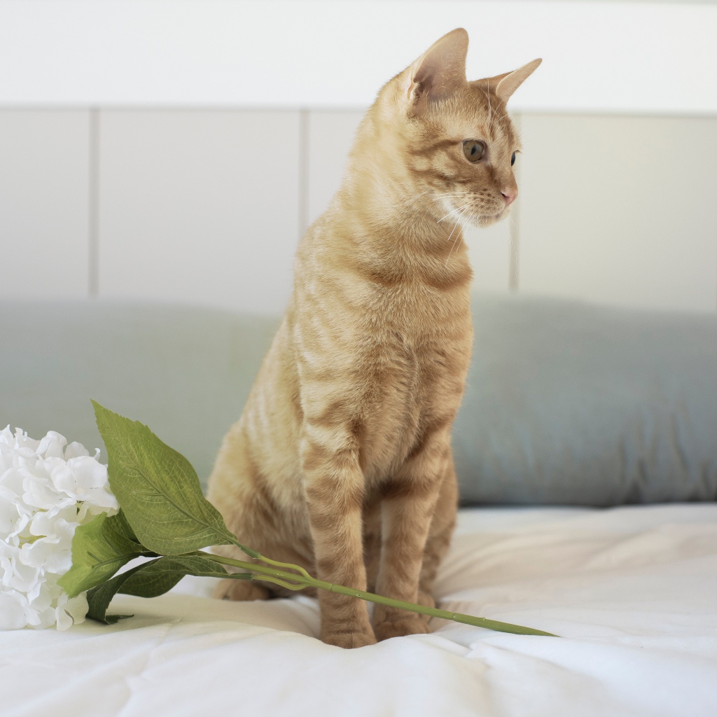 Рыжий котенок с цветком на кровати 