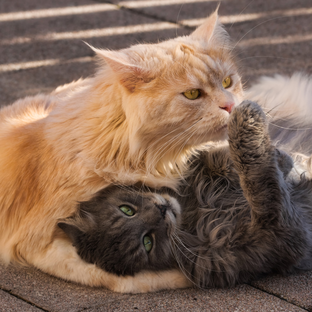 Серый и рыжий пушистые коты лежат на земле
