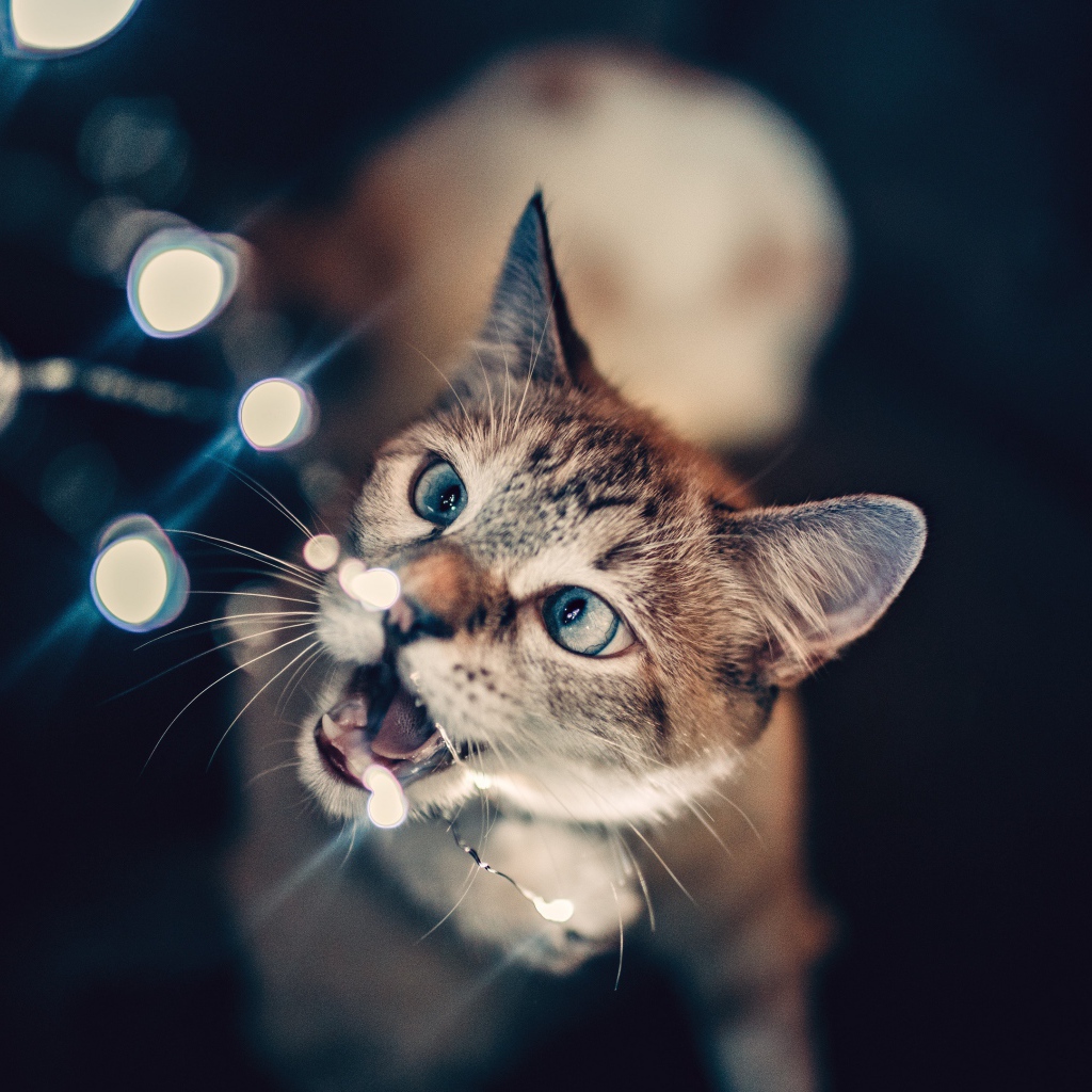 Серый кот кусает гирлянду 