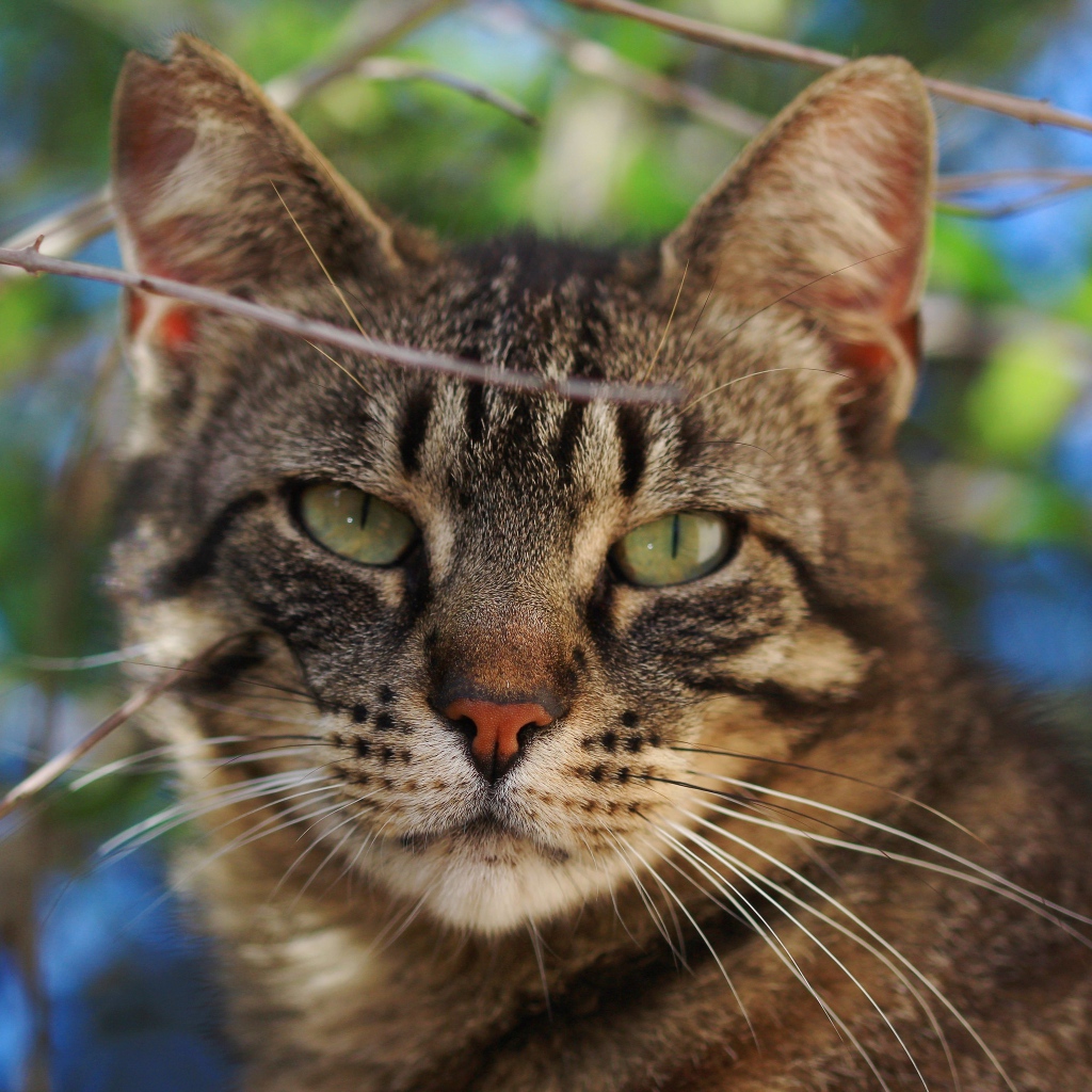 Серый кот в ветках крупным планом