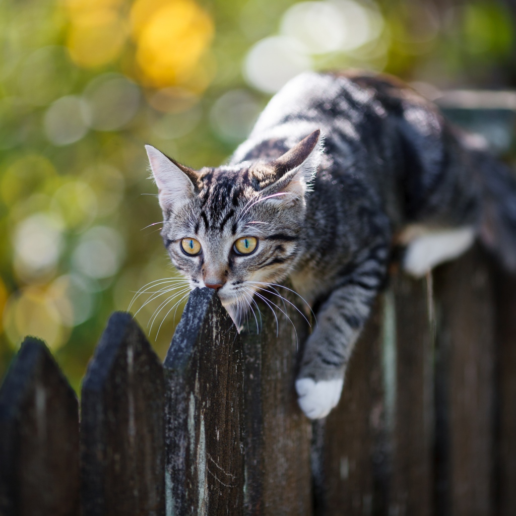 Серый кот лежит на деревянном заборе 