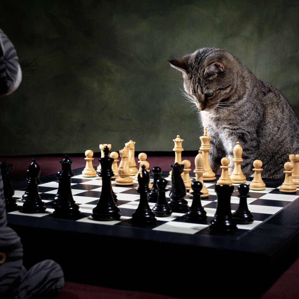 Серый кот играет в шахматы 