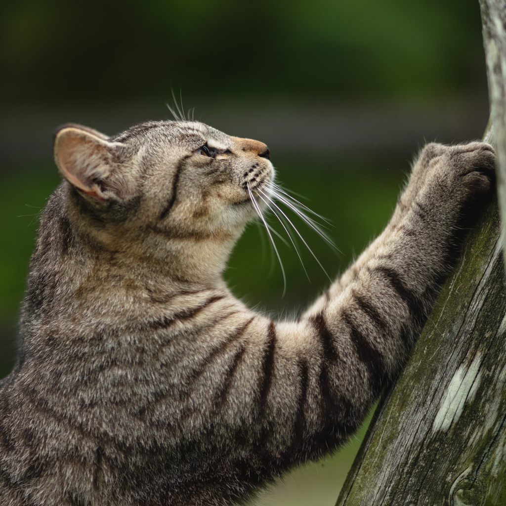 Gray cat sharpens claws on a tree