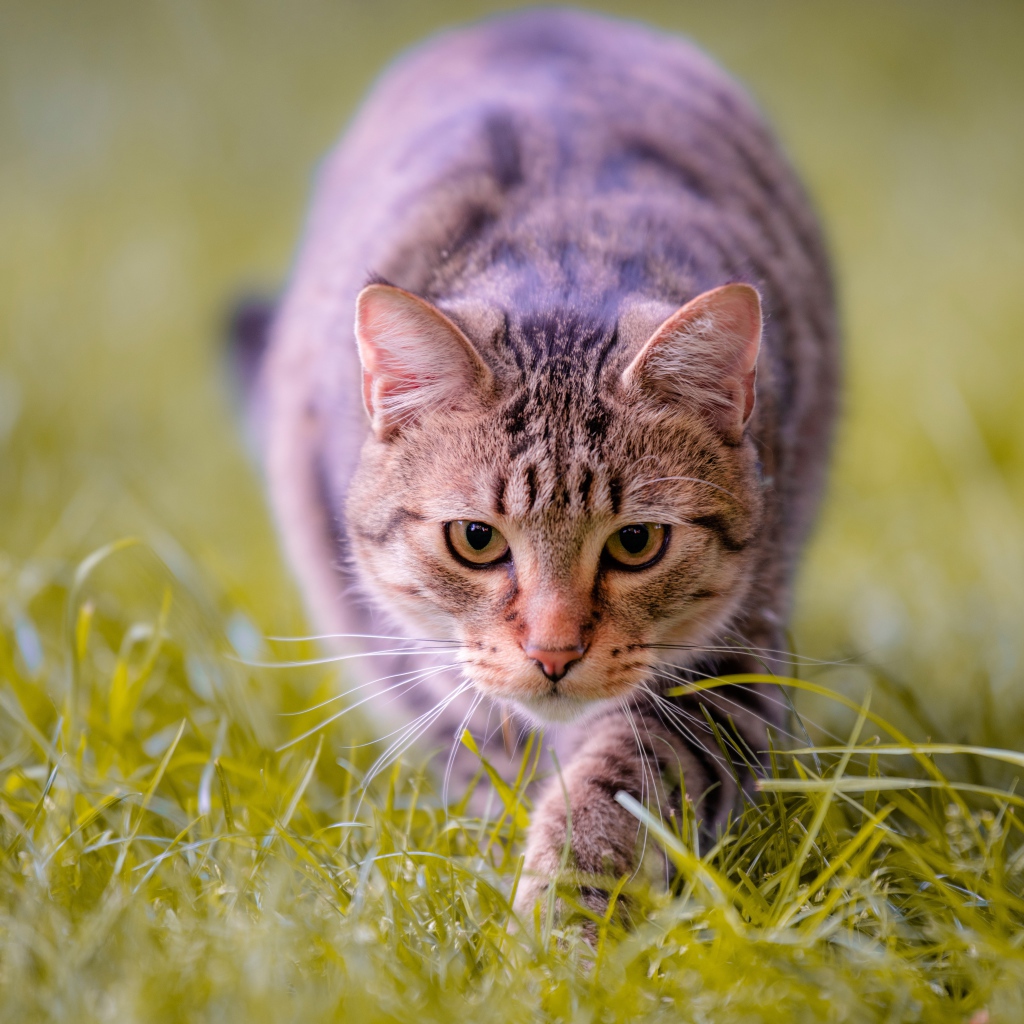 Серая кошка крадется по зеленой траве 