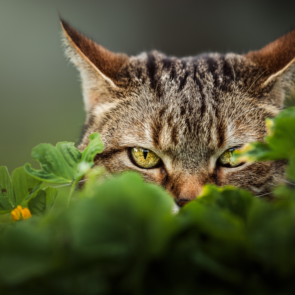 Серый кот с зелеными глазами прячется в траве 