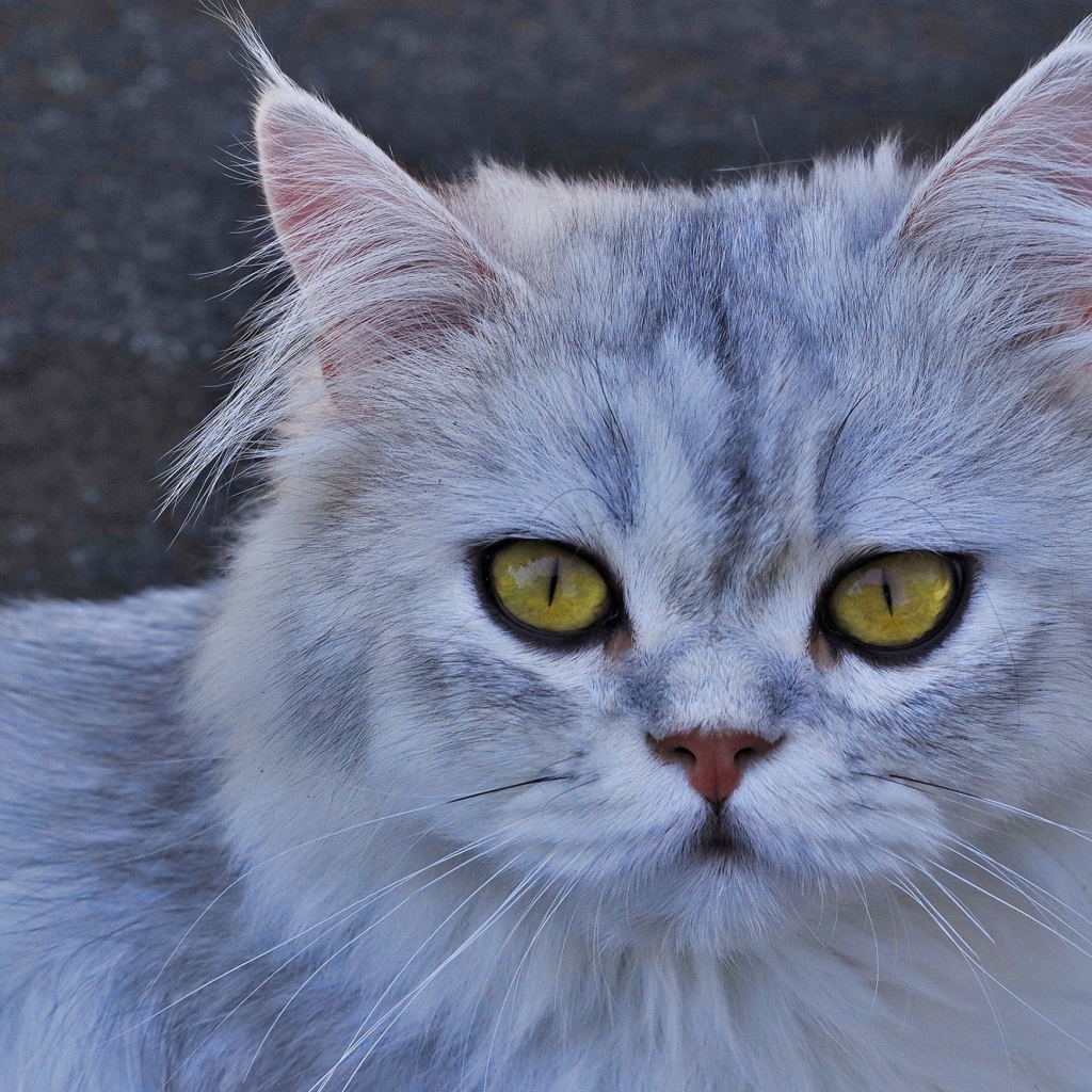 Серая кошка с желтыми глазами 