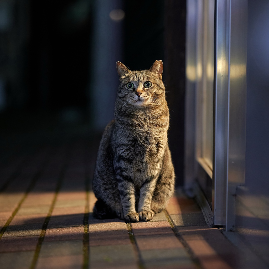 Серый домашний кот сидит у двери 