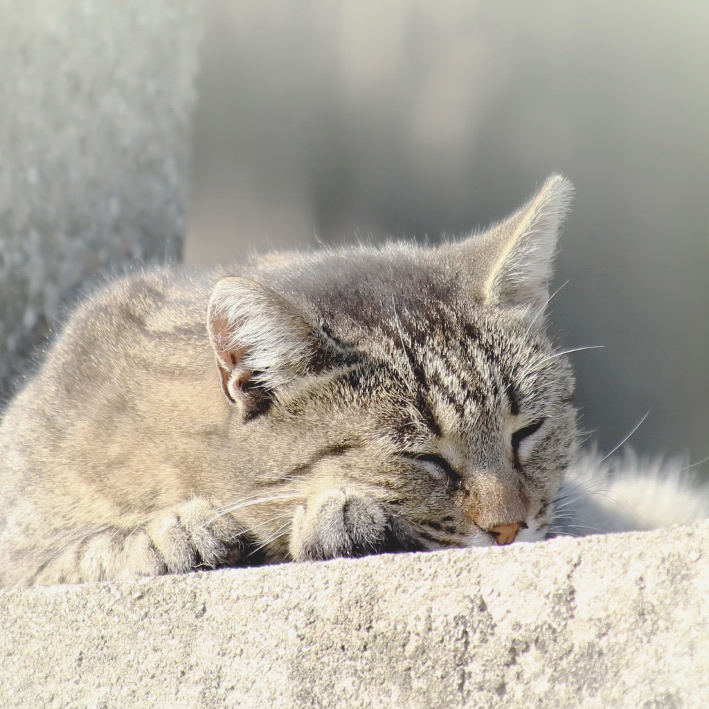Серый домашний кот спит на улице