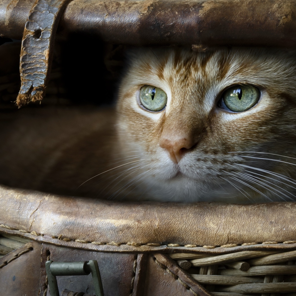 Зеленоглазый рыжий кот в корзине