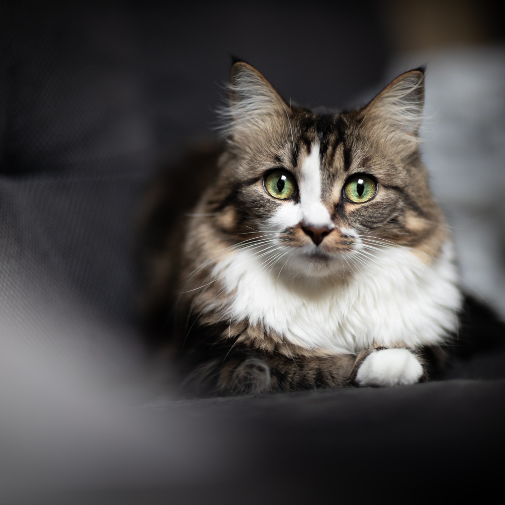 Зеленоглазый серый кот лежит на сером покрывале 