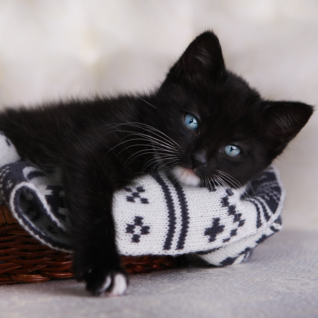 Маленький черный котенок лежит в корзинке 