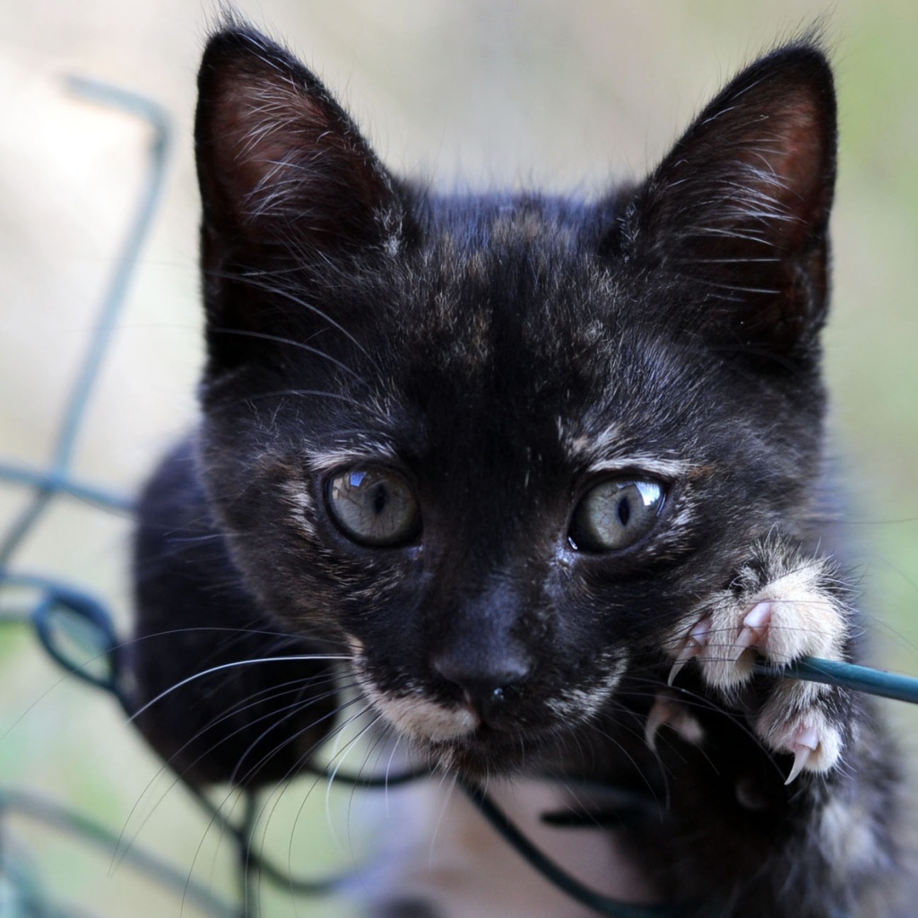 Маленький черный котенок лежит на сетке 