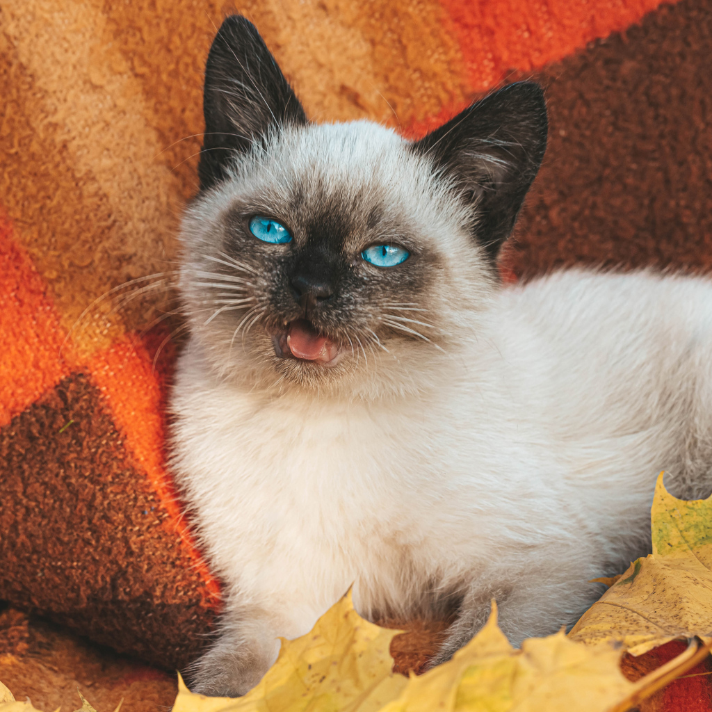 Маленький голубоглазый сиамский котенок лежит на одеяле