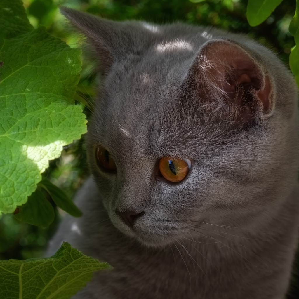 Маленький британский котенок в зеленых листьях