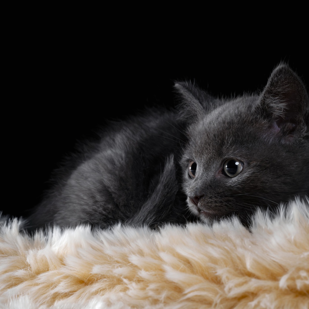 Маленький британский котенок лежит на меховой подстилке 