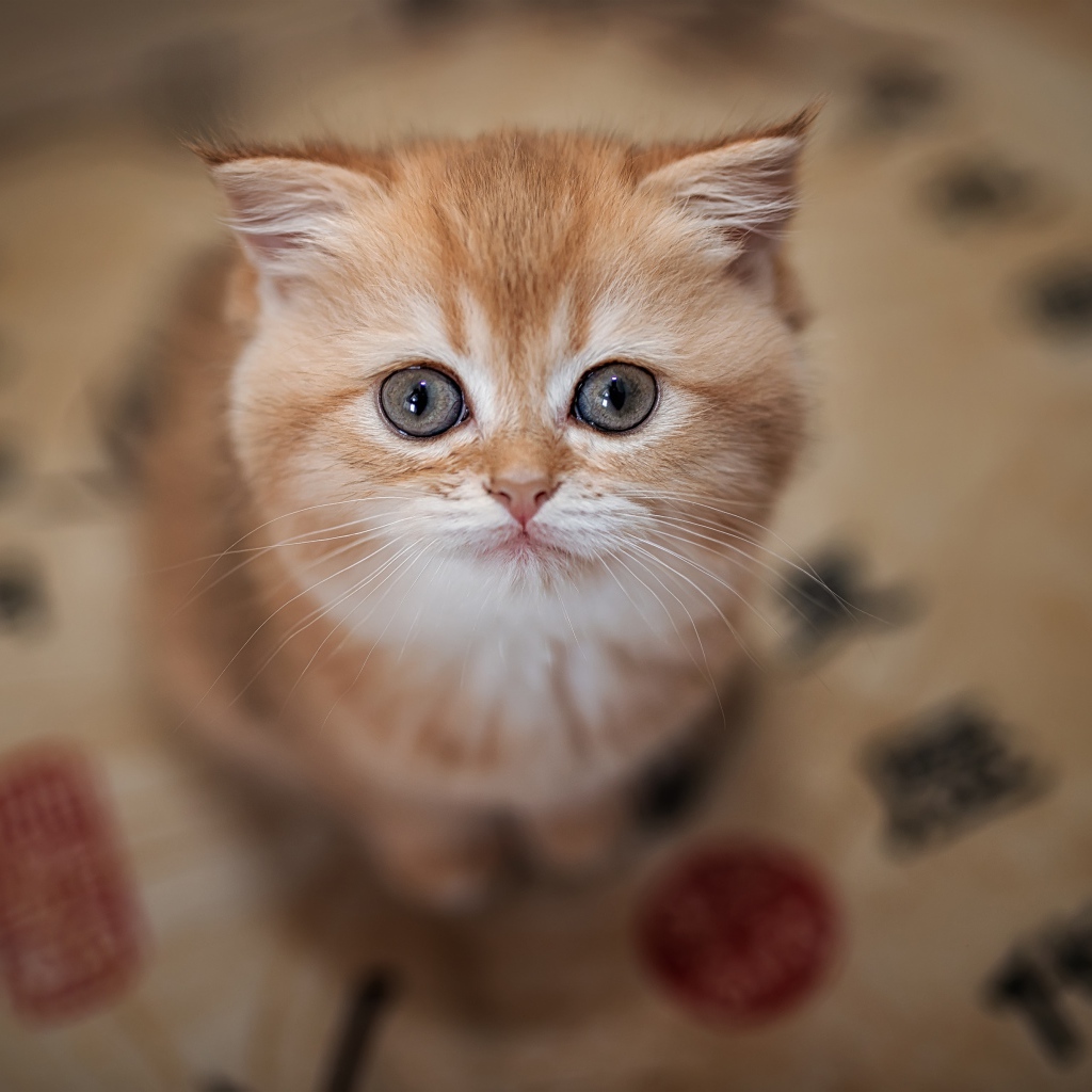 Little cute ginger kitten closeup