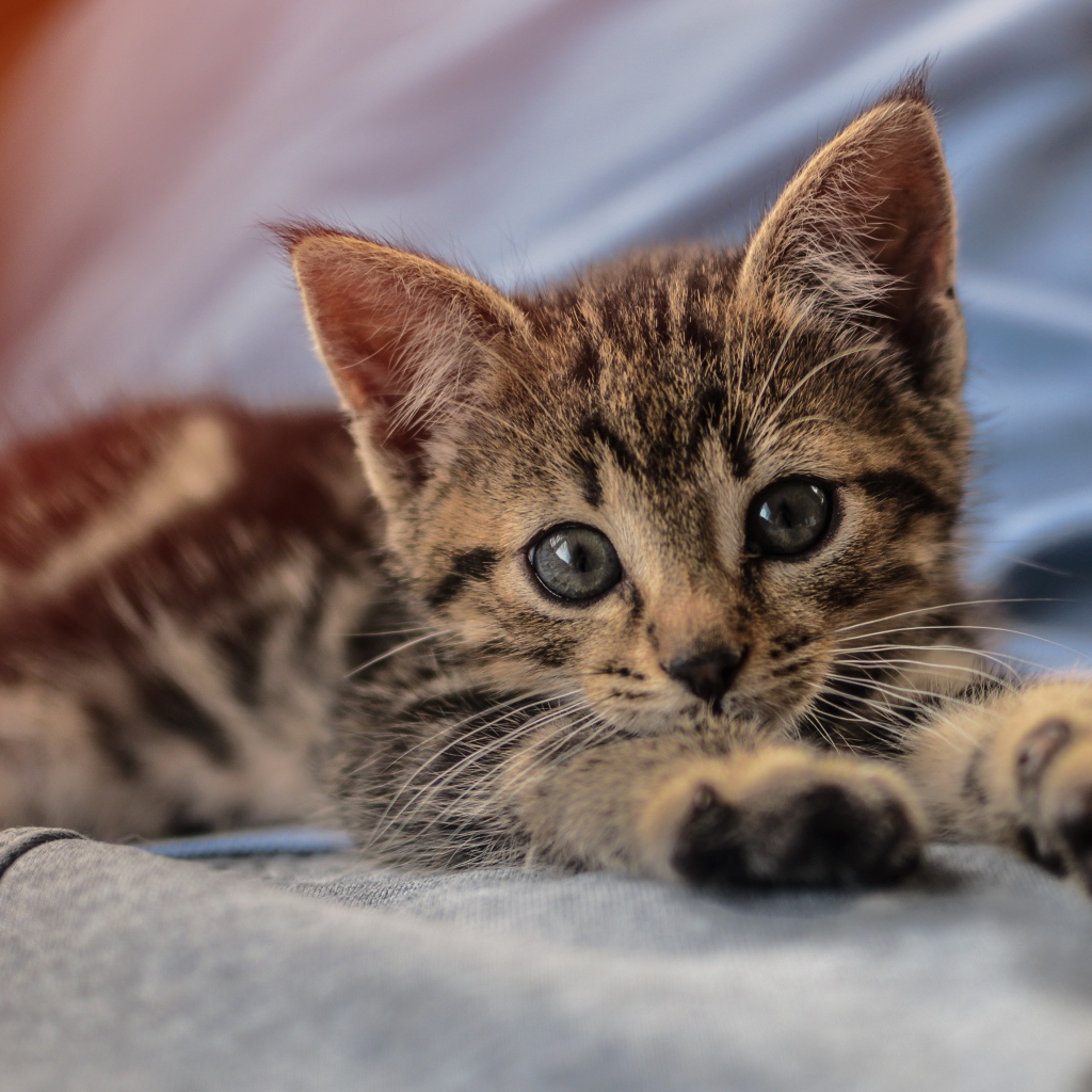 Маленький милый серый котенок лежит на руках