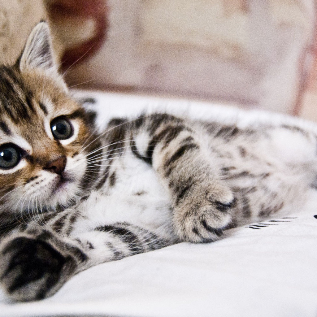 Маленький милый серый полосатый котенок лежит на кровати 