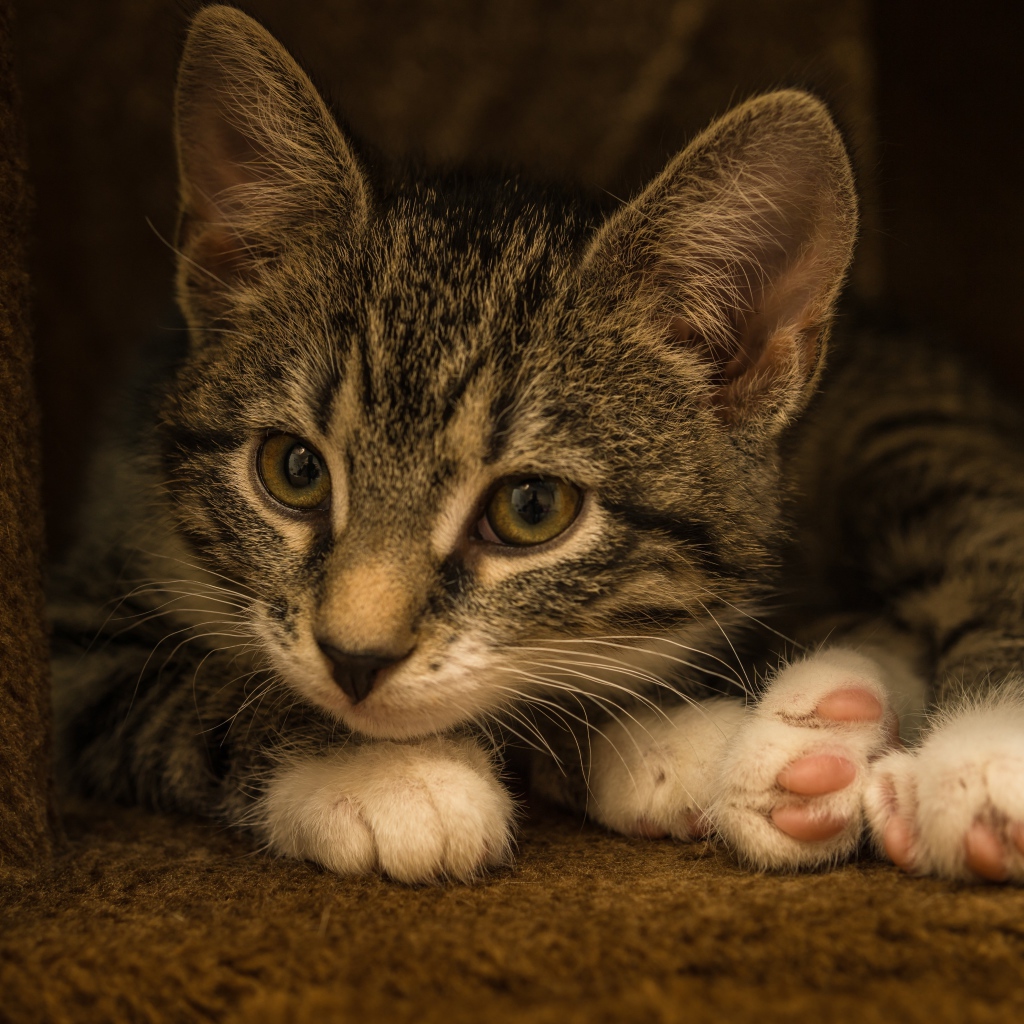 Маленький забавный серый котенок  в домике