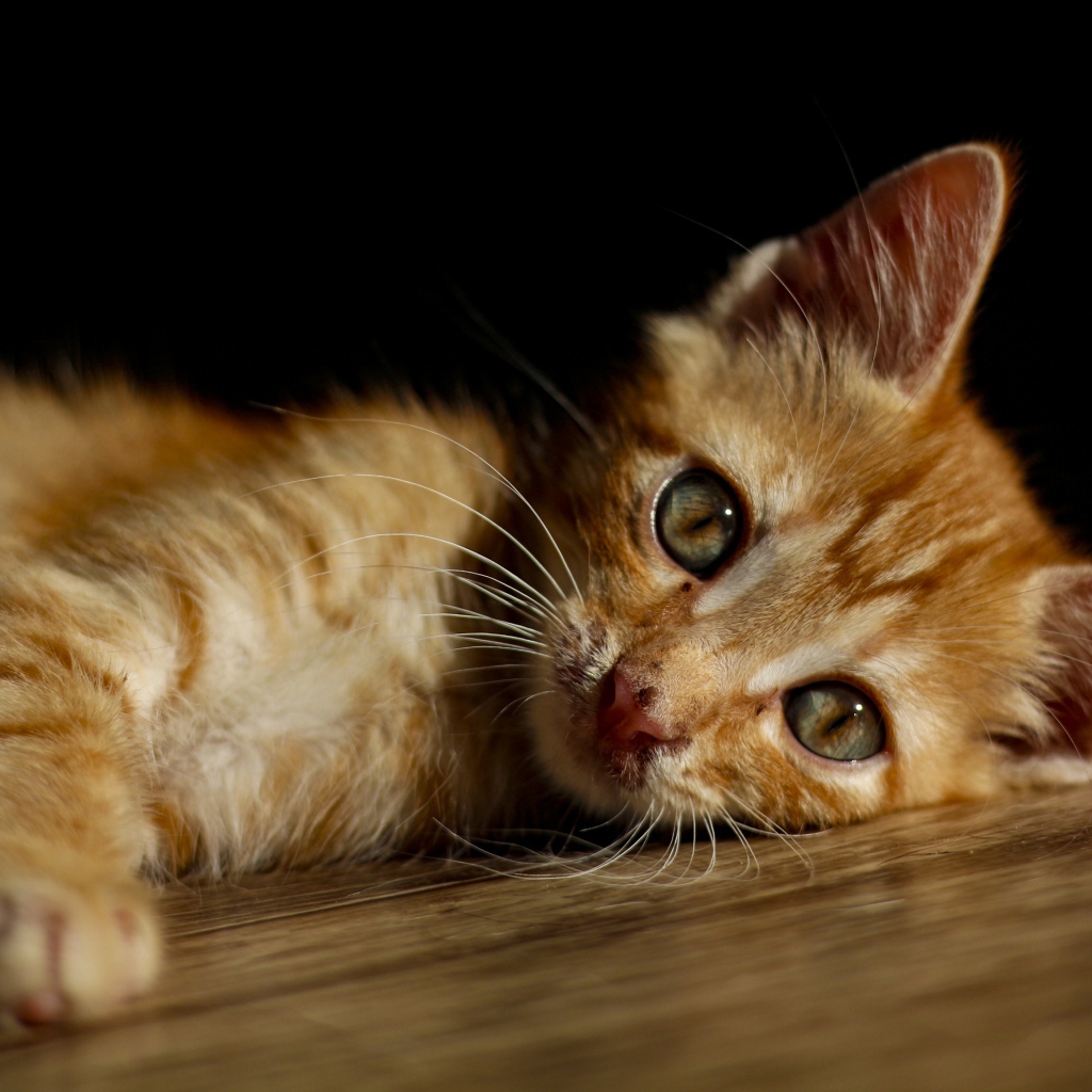 Маленький рыжий котенок лежит на полу 