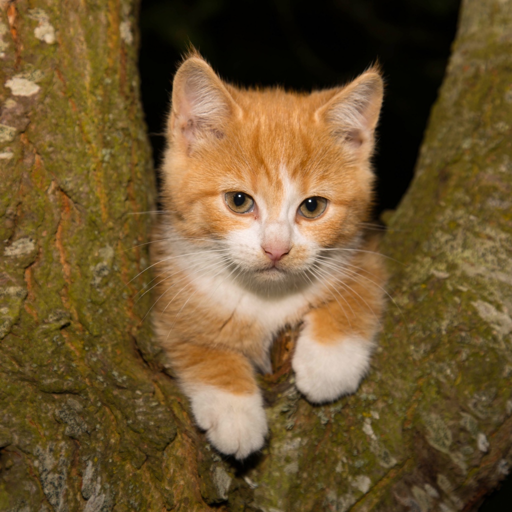 Маленький рыжий котенок сидит на дереве