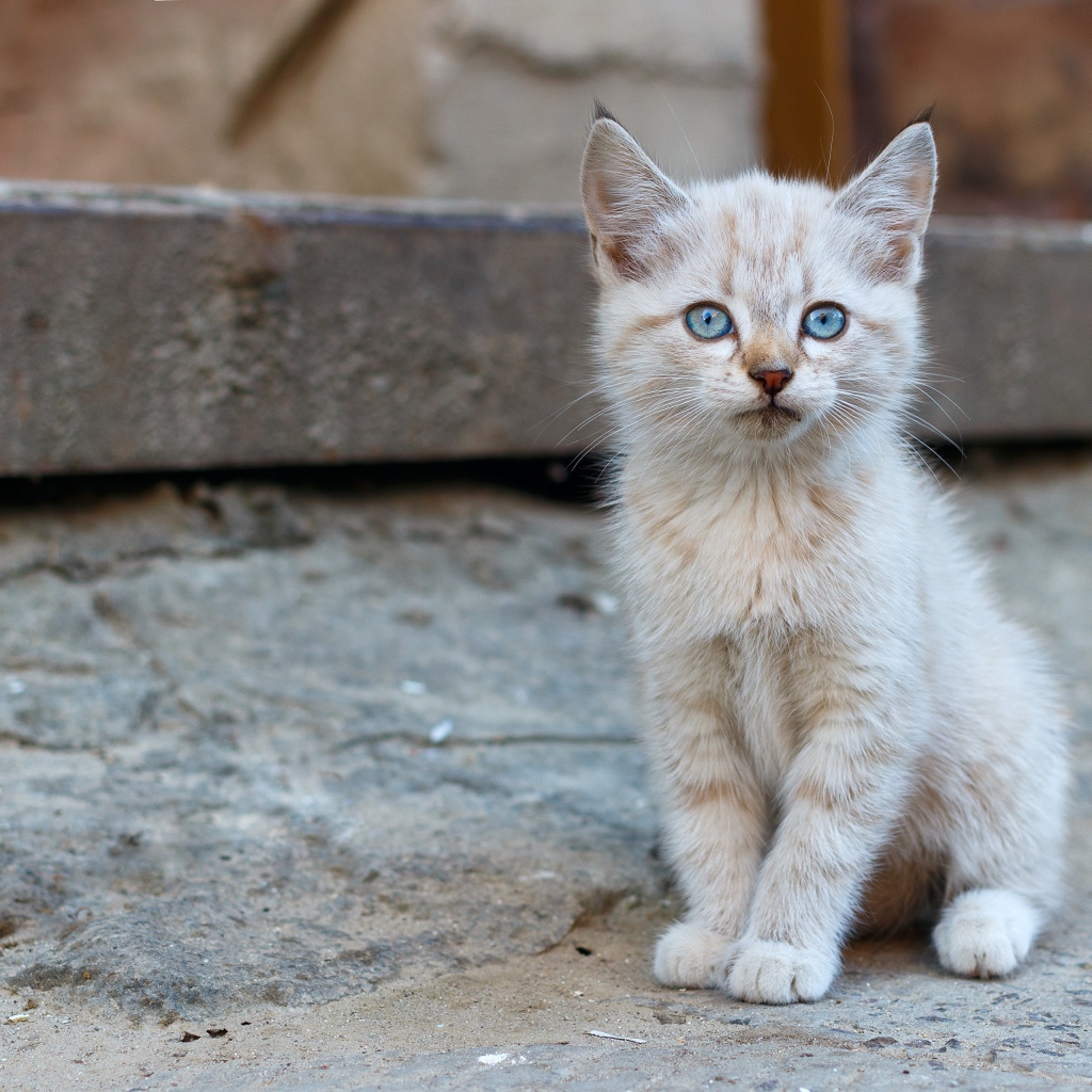 Маленький рыжий бездомный котенок