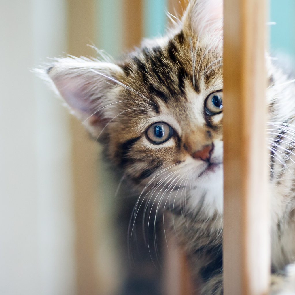 Маленький серый котенок играет 