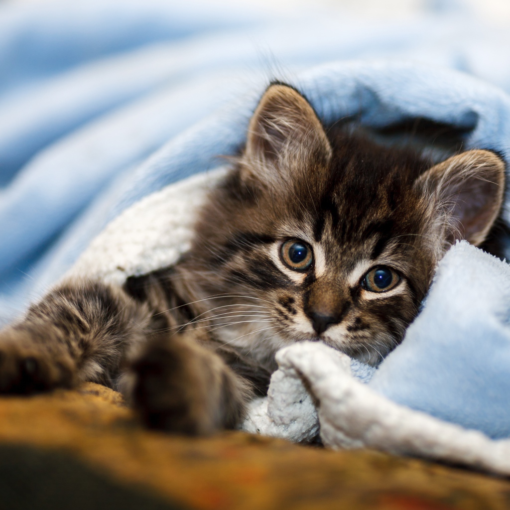Маленький серый котенок лежит под голубым покрывалом