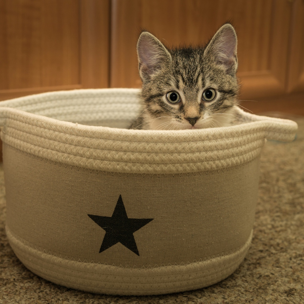 Маленький серый котенок на лежанке