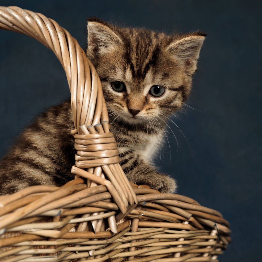 Маленький серый котенок сидит в плетеной корзине