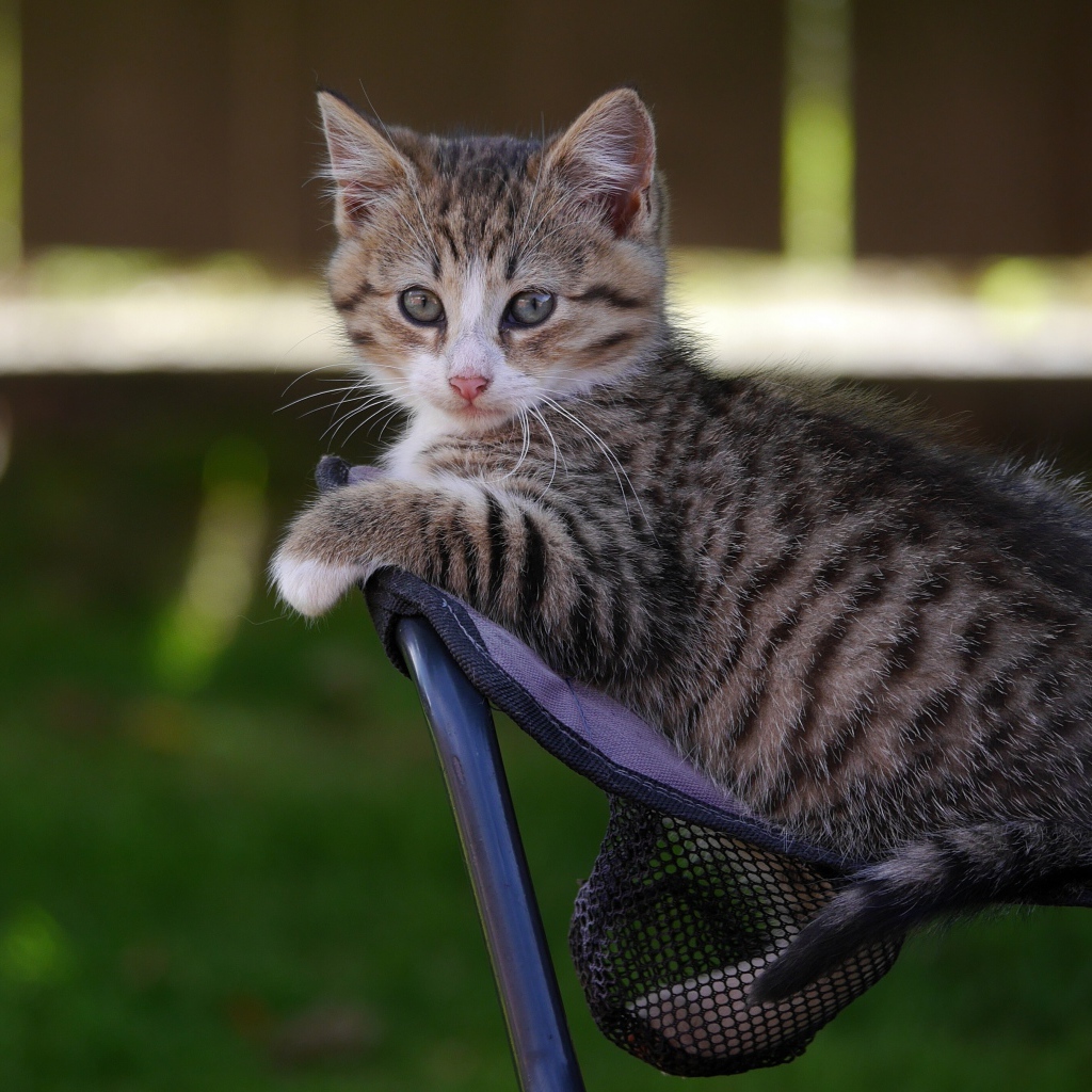 Маленький серый котенок сидит на стуле