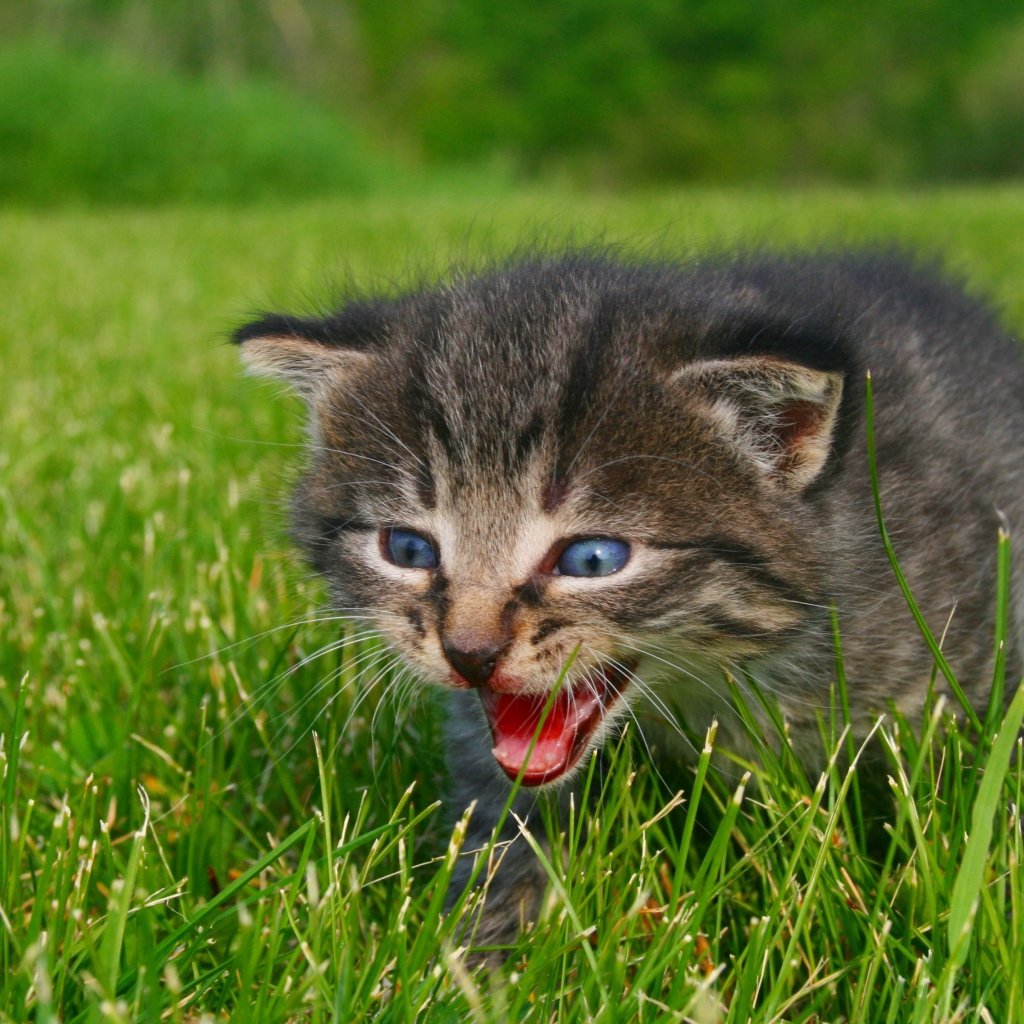 Маленький серый котенок идет по зеленой траве