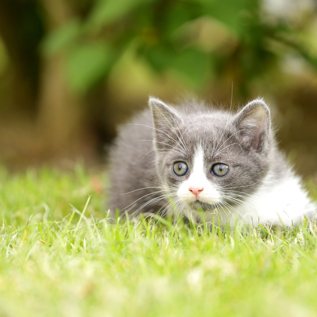 Маленький котенок лежит на зеленой траве