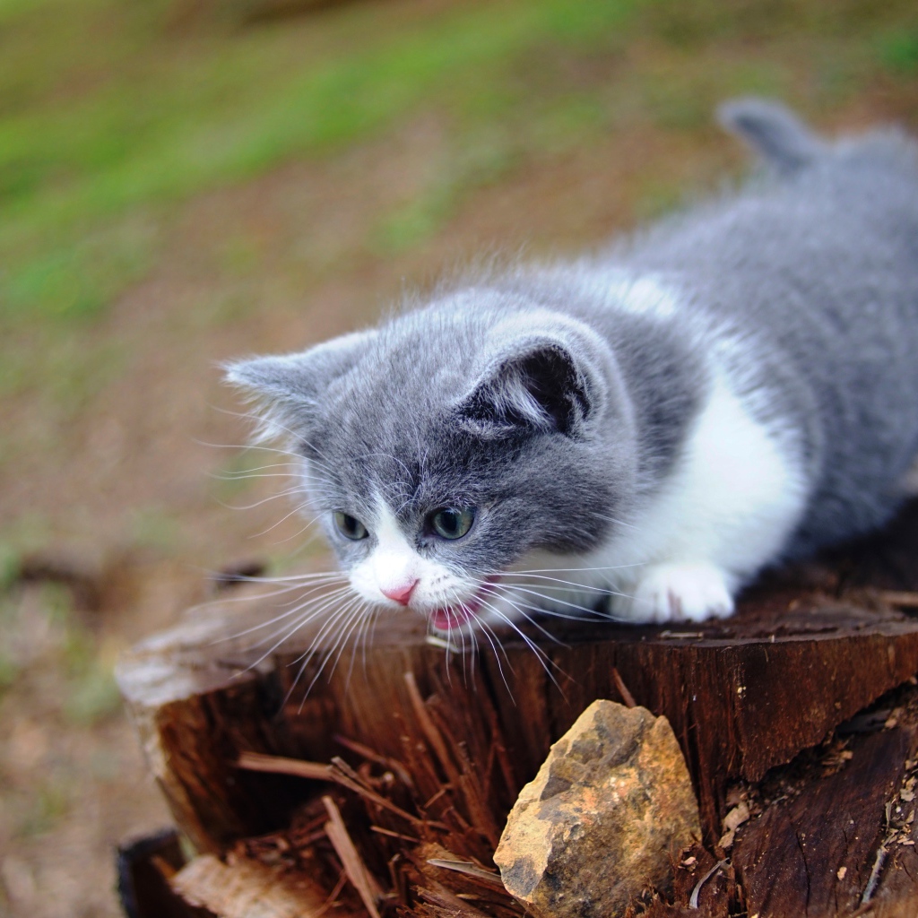 Маленький котенок кричит на старом пне