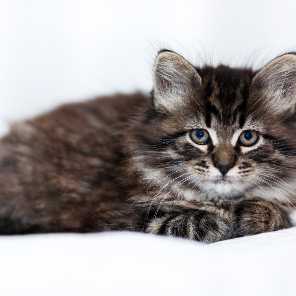 Маленький породистый серый котенок лежит на белом покрывале 